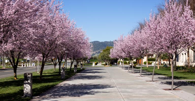 spring beauty landscape