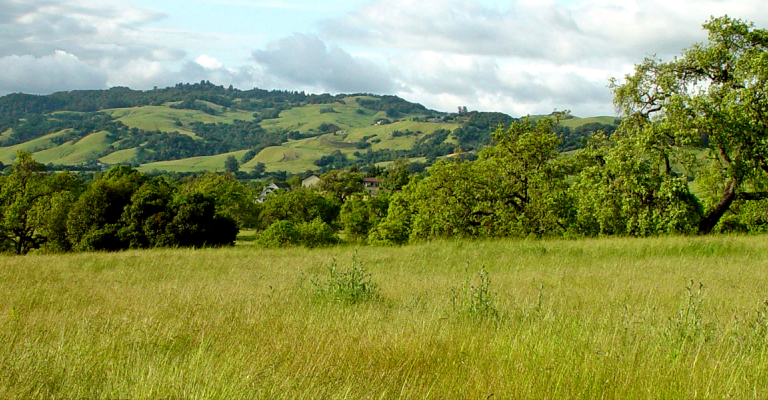 hillside and trees